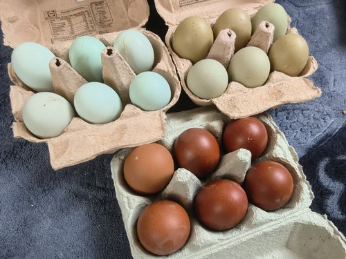 Small size 40g chicken - small,