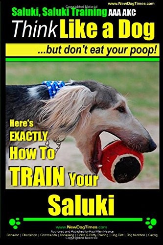 Saluki training - training, aaa