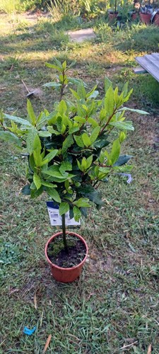 Laurus nobilis 60cm - laurus, 50-60cm