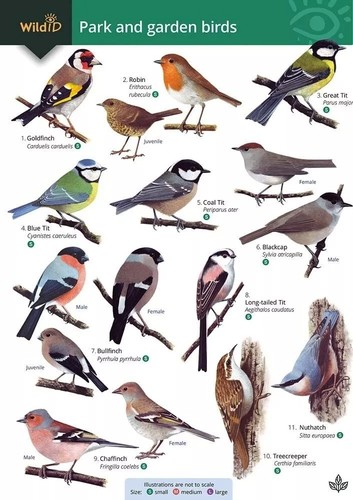 Park and garden birds wildid - park,