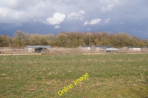 Photo 6x4 pheasant - photo,