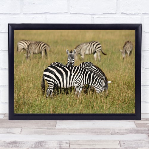 Zebras animals wild - zebras,