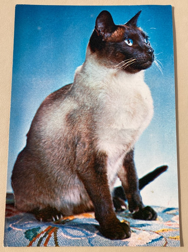 Used postcard cat the - -, 'the
