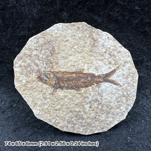 Eocene fossil fish - eocene,