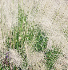 1500x Cloud Grass Agrostis