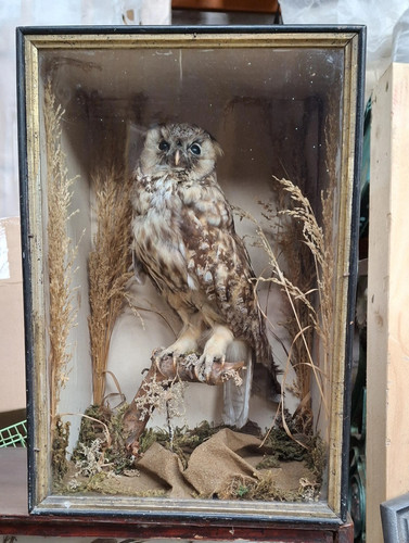 Antique taxidermy long - taxidermy, long-eared