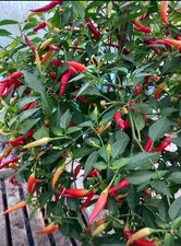 **25 NEW FRESH SEEDS** Basket