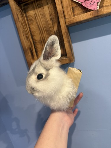 Taxidermy rabbit wall hanging - rabbit,