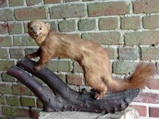 TAXIDERMY PINE MARTEN / POLE CAT  ON WOODEN LOG  LARGE EXAMPLE  