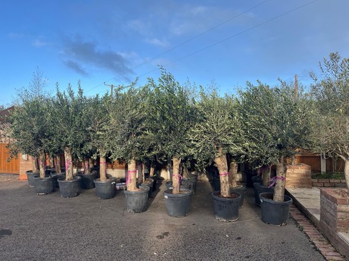 Olive trees 200cm beautiful - olive,