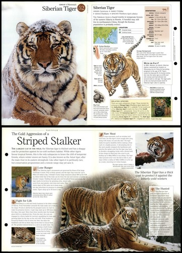 Siberian tiger mammals - siberian,