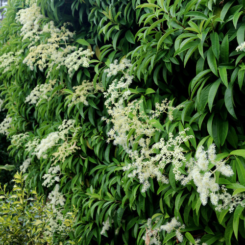 Pileostegia climbing hydrangea - climbing,