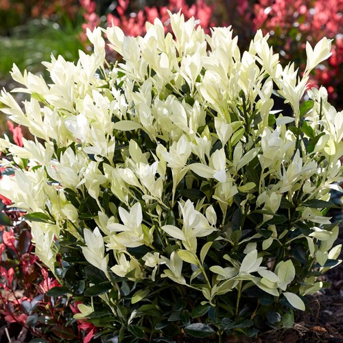 Euonymus himalaya japanese - euonymus,