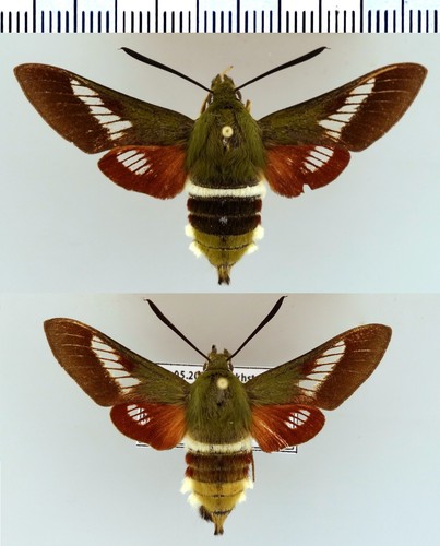 Hemaris ducalis sphingidae - hemaris,
