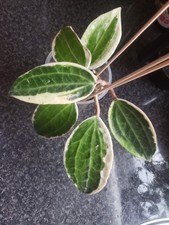 Hoya Macrophylla variegated