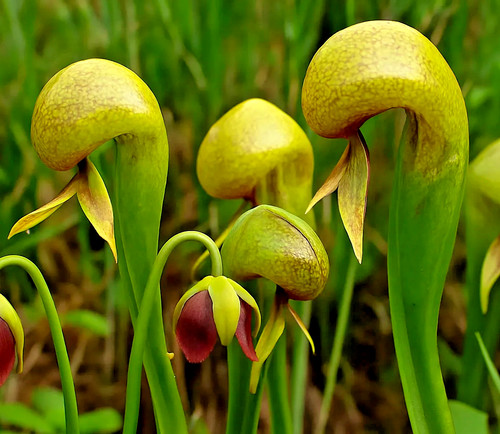 Darlingtonia californica - darlingtonia,