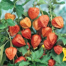 Chinese Lantern Flower Seeds