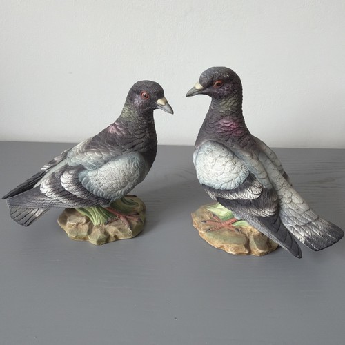 Stock dove kowa - stock, by