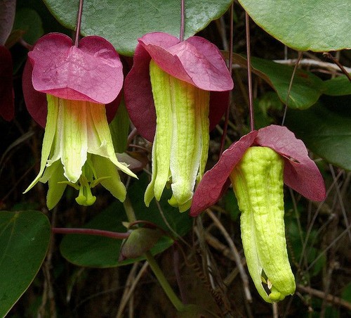 Passiflora membranacea rare - passiflora,