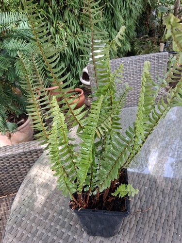 Nephrolepsis cordifolia 1 x - cordifolia,