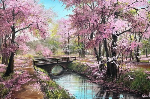 Large blossoming sakura - blossoming, park