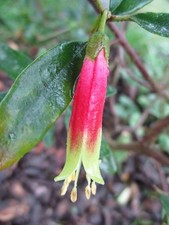 CORREA SCHECHTENDALII .AUSTRALIAN FUCHSIA,RARE.unusual 9cms pot