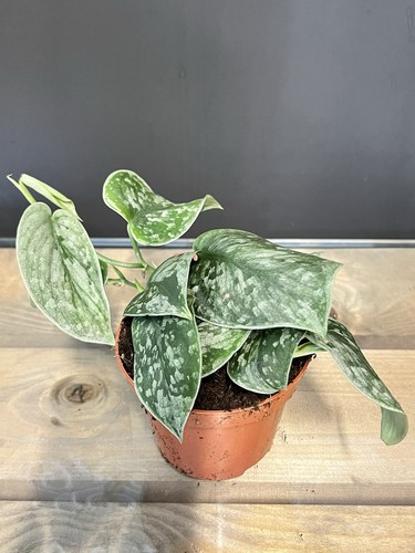 Scindapsus pictus satin pothos - pictus,