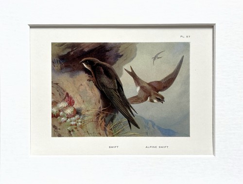 Archibald thorburn swift - thorburn, &