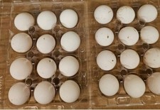 12 Fresh Quail Eggs Bobwhite