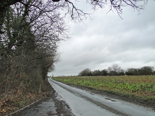 Photo 6x4 field sugarbeet - field,