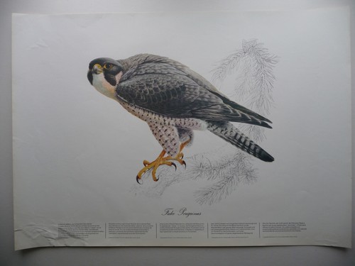 Peregrine falcon poster - falcon, print