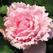 Rose Sophie Rochas, Bare Root