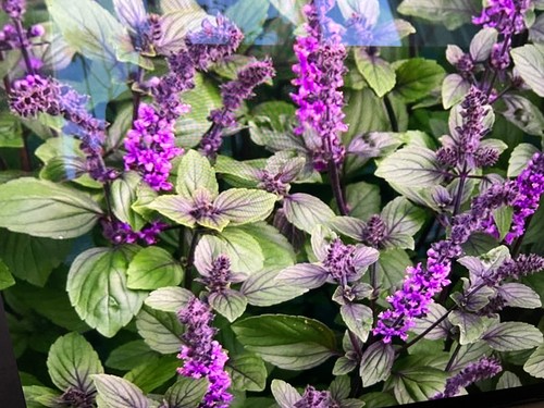 African blue basil - african,