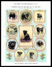 PUG NAMED DOGS ON REPRODUCTION ANTIQUE MAGAZINE PAGE DOG ART PRINT POSTER