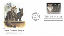 Maine Coon And Burmese