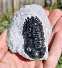 Trilobite Fossil  - Hollardops