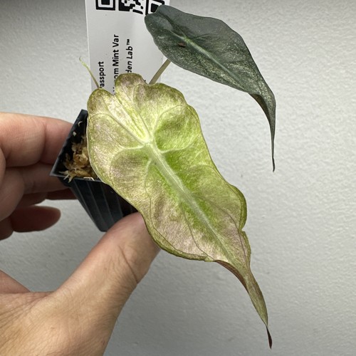 Alocasia venom mint variegated - venom,