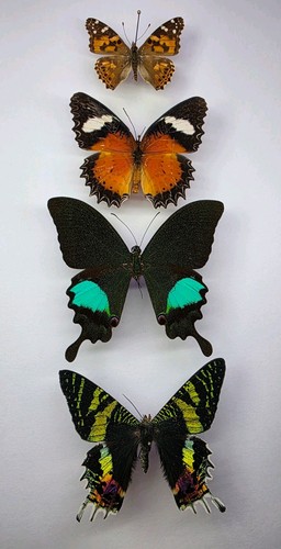 Real butterfly collection 4 - butterfly,