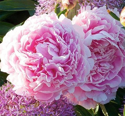 Peony sarah bernhardt - peony,
