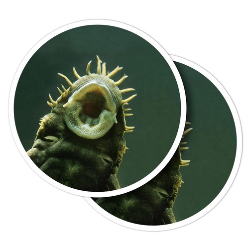 Vinyl stickers bristlenose - 2x,