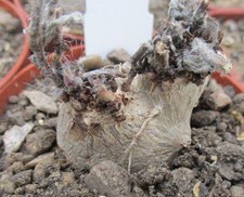 SINNINGIA TUBIFLORA -