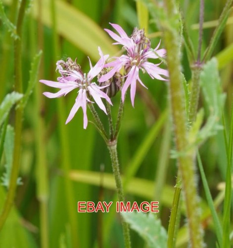 Photo ragged robin - ragged,