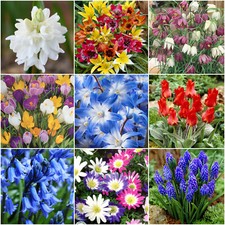 Garden Bulbs,Corms Hardy Perennial-Plant Autumn for Beautiful Spring Flowering 
