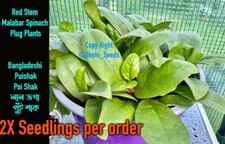 2x Red Stem Malabar Spinach Plug Plants Bangladeshi Puishak Poi Shak লাল পুঁইশাক