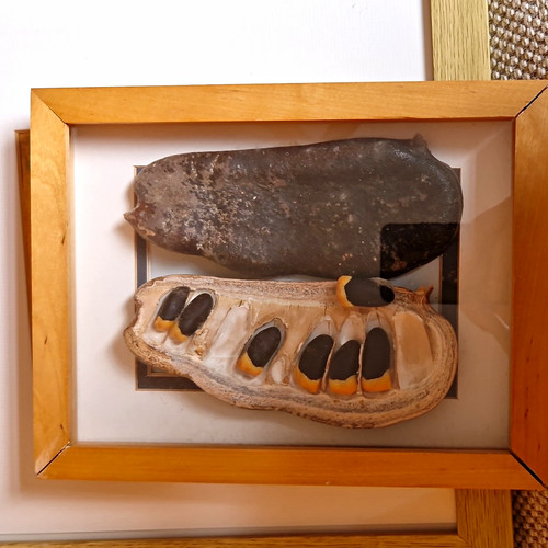 Mounted framed insect - framed,