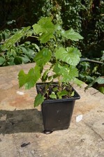 3 BLACK HAMBURG  GRAPE VINES