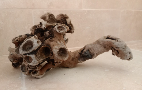 Organic driftwood root for - root,