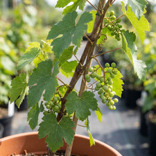 1 Grape Vitis Sulima White