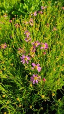 Coreopsis American Dream Hardy