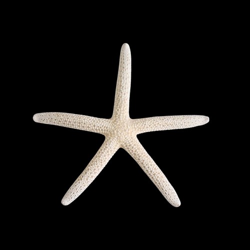 Natural real starfish star - natural,